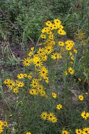 Image result for Emilia debilis