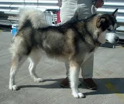 Alaska cuenta con numerosas bibliotecas que reúnen importantes fondos para la investigación local. Malamute Do Alasca Wikipedia A Enciclopedia Livre