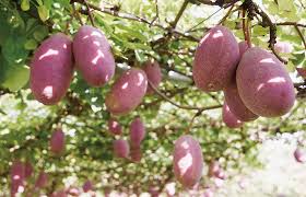 あけび｜果実｜山形のうまいもの｜おいしい山形ホームページ