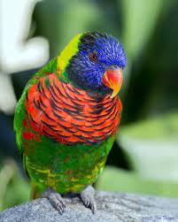 Rainbow Lorikeet Bird Photography Beautiful Birds Bird