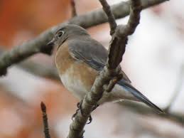 Big Black Birds In Missouri Explore Sightings And Data From Birders Around The State With This Onilne Database From Http Ebird Org Content Mo Missouri Birds Bird Sightings Birds