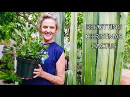 Maybe you would like to learn more about one of these? Houseplant Repotting Christmas Cactus Joy Us Garden