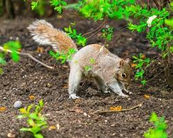 Pour the strained mixture into a spray bottle and use it. How To Keep Squirrels Out Of Garden Garden Design
