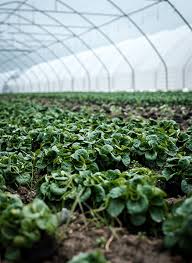 Newest amityville real estate listings. Drip Irrigation Sprinklrite