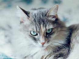 The siberian cat is like no other breed in usa they have not yet been exploited here in usa. Siberian Cat Full Profile History And Care