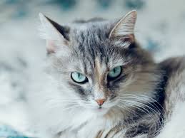 It's no wonder why a lot of cat lovers worldwide want to own this feline breed. Siberian Cat Full Profile History And Care