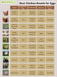 Just so you know you are also signing up for my email list. 10 Chicken Breeds To Give You The Most Fresh Eggs For You To Enjoy