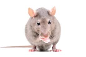 Crawl space pest extermination is a common need throughout the portland oregon and vancouver wa area. Humane Rodent Rat Control Services Seattle Region