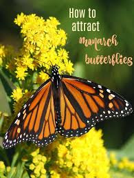 Attracting Monarch Butterflies Way Stations Start Seeing Monarchs Day In 2020 Monarch Butterfly Butterfly Food Butterflies Outdoor