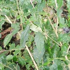 Image result for Erythrococca