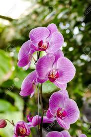 The brightly coloured flowers can appear three times a year. Orchid Flower In Tropical Garden Phalaenopsis Orchid Flowers Growing On Tenerife Canary Islands Orchids Floral Background Selective Focus Stock Photo Picture And Royalty Free Image Image 128984513