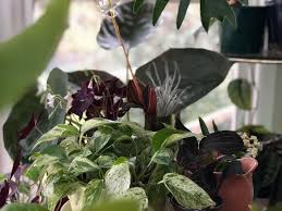 Women of Plants: Jane Rose Lloyd, the Strange Plant Lady