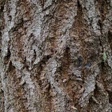 Douglas Fir Bark A Close Up Of Douglas Fir Bark Woodworking Woodworking Projects Plans Tedswoodworking