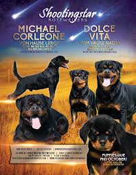 Der korperkraft von rottweilers is a rottweiler breeder offering german rottweiler puppies for sale. Pin On My Favorite Dogs