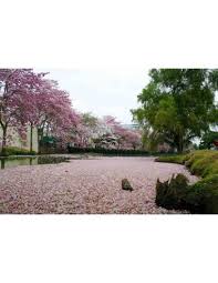 Flowers and trees for sale. 1 Tabebuia Rosea Guayacan Tree Rose Wood For Sale Macuilis Pink Flowers Tropicals