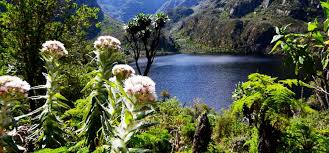 Image result for Senecio milanjianus