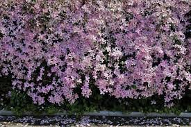 Maybe you would like to learn more about one of these? When To Prune Clematis Know Your Groups Old Farmer S Almanac