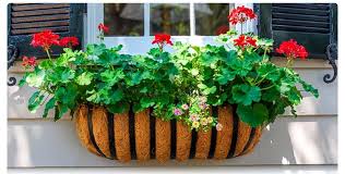 Image result for Cercestis congensis