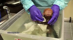 4.5 out of 5 stars. Bath Time For Endangered Baby Monkey At U S Zoo