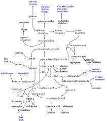 diversity of microbial metabolism