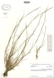 Image result for Sporobolus spicatus