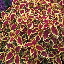 Premium sun crimson gold coleus is a fine choice for the garden, but it is also a good selection for planting in outdoor containers and hanging baskets. 0 272 L Red And Gold Coleus Plant 23361 The Home Depot