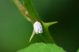 害虫の駆除方法とは 大切な植物の天敵 ガーデニングを行う上で知っておくべき害虫12選 ガーデニングのいいモノ見つかる Garche ガーデニング のいいモノ見つかる Garche