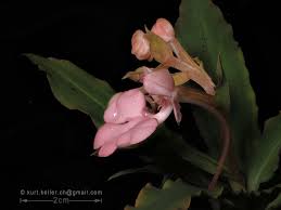 Image result for Habenaria arianae