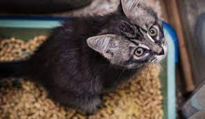 Die symptome einer katzenallergie sind vergleichbar mit den symptomen anderer tierhaarallergien oder impfstoff gegen katzenallergie. Erste Hilfe Bei Katzen Verhalten Im Notfall Zooroyal Magazin