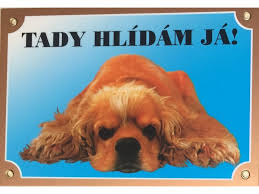 Image result for americký kokršpaněl