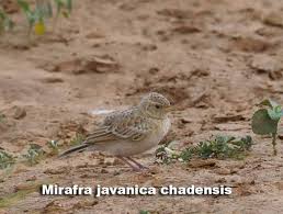 Burung branjangan jawa yaitu terdiri dari beberapa jenis diantaranya yaitu branjangan jawa barat jawa tengah dan jawa timut. 20 Jenis Branjangan 4 Diantaranya Ada Di Indonesia Gaco Gacor
