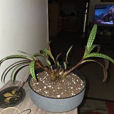 Image result for Seddera suffruticosa