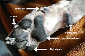 Maybe you would like to learn more about one of these? Pet News Articles Urban Pet Hospital Blog 8 Common Dog Paw Problems