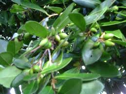 Image result for Diospyros ferrea