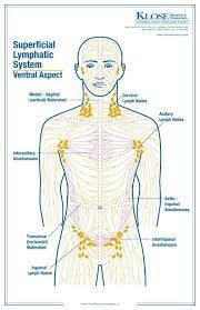 Das lymphsystem des menschen das lymphsystem des menschen, auch lymphatisches system genannt, ist neben dem blutkreislauf eines der wichtigsten transportsysteme im menschlichen körper und. Standard Treatment Of Lymphedema Manual Lymphatic Drainage Massage Lymphmassage Massage Tips Lymphsystem