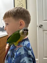 New additions today ...a guinea fowl called Hedwig. Is this a girl or a  boy? & a v sweet, tame old girl called McFlurry who was due to be  despatched but my