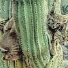 You can be arrested for cutting down a saguaro cactus. 1