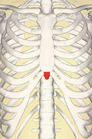 This framework consists of many individual bones in most tetrapods, ribs surround the chest, enabling the lungs to expand and thus facilitate breathing by. Xiphoid Process Pain Lump And Removal