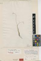 Image result for Lipocarpha chinensis