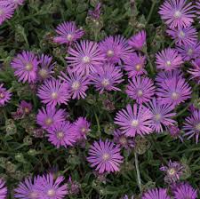 Image result for Delosperma mahonii