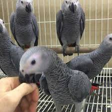 Birds For Sale In Florida African Grey Birds For Sale Fort Lauderdale Fl African Grey Birds For Sale African Grey Parrot