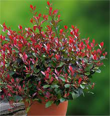 It is easy to grow and whilst often described as not fully hardy i have seen it growing in cold areas of uk as long as it is not waterlogged. Photinia Little Red Robin Compact Evergreen Shrub Garden Plants