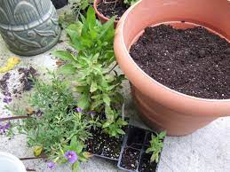 New york flowers delivered for all occasions that suit all tastes and budgets. How To Plant Flowers In Large Planters Hgtv