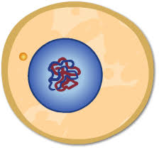 Begin with a single cell and watch as mitosis and cell division occurs gizmo answer key cell division. Https Www Explorelearning Com Index Cfm Method Cresource Dspview Resourceid 443