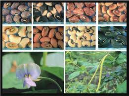 Image result for Vigna