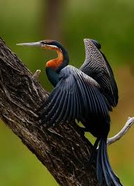 Small Black Bird With Orange Wings Pin On Bird Watching