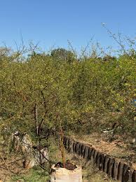 Image result for Acacia borleae