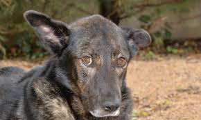 Yverdon garde d'animaux propose du petsitting pour vos chats, oiseaux et nac pendant vos vacances. Les Realites De La Cancerologie Animale De Nos Jours Association Dans Les Yeux D Hulk