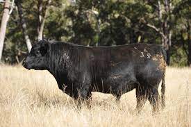 Gallery | Bridgewater Angus