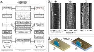 Check spelling or type a new query. Frontiers New Insights Into Sperm Ultrastructure Through Enhanced Scanning Electron Microscopy Cell And Developmental Biology